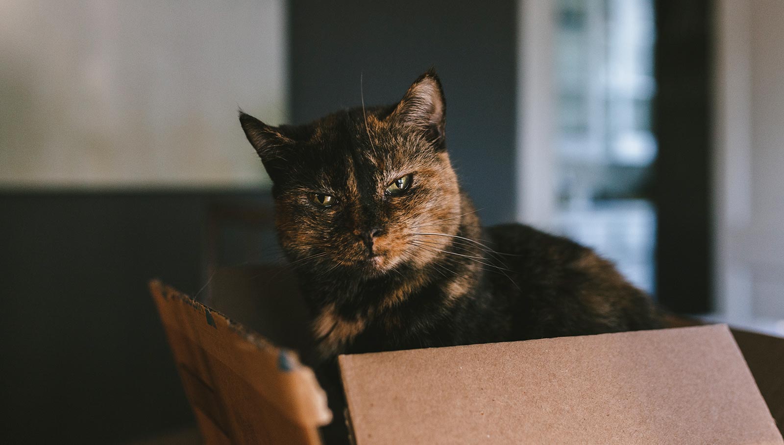 Cat in a moving box